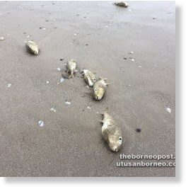 Click to enlarge dead fish