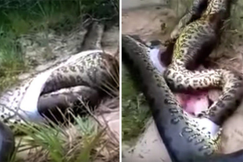 anaconda cannibalism