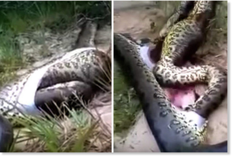 A sign? Men cut open an anaconda's belly and found - another