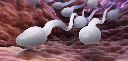 Sperm