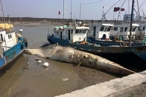 Click to enlarge Fishermen were alarmed to see the creature had no head