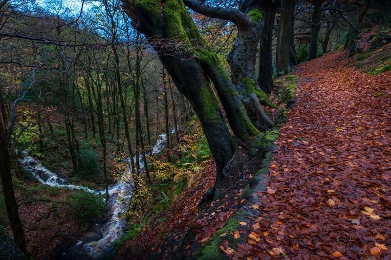 Click to enlarge woodlands