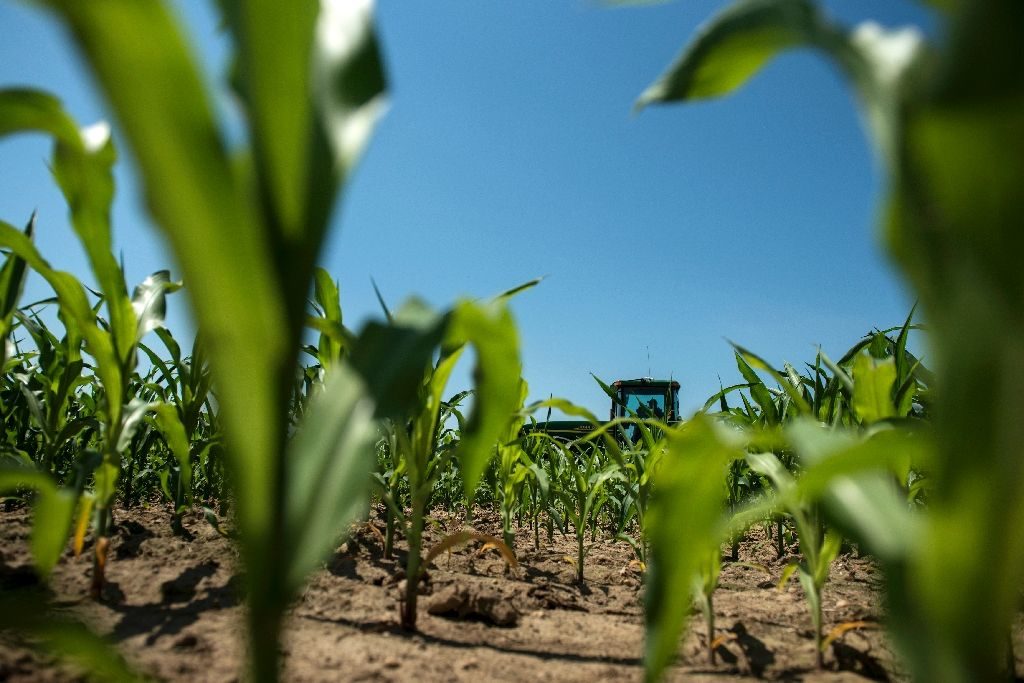 Corn plants