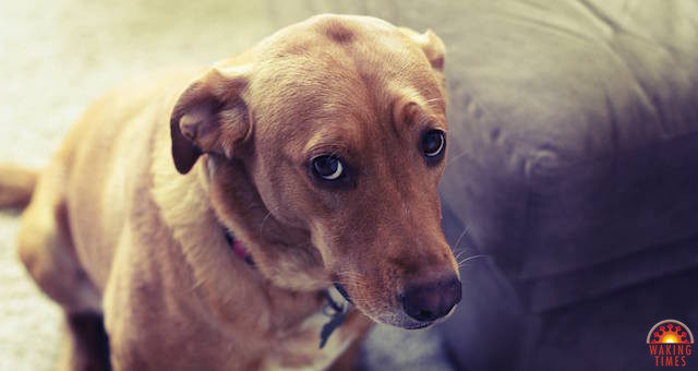 Click to enlarge sad dog