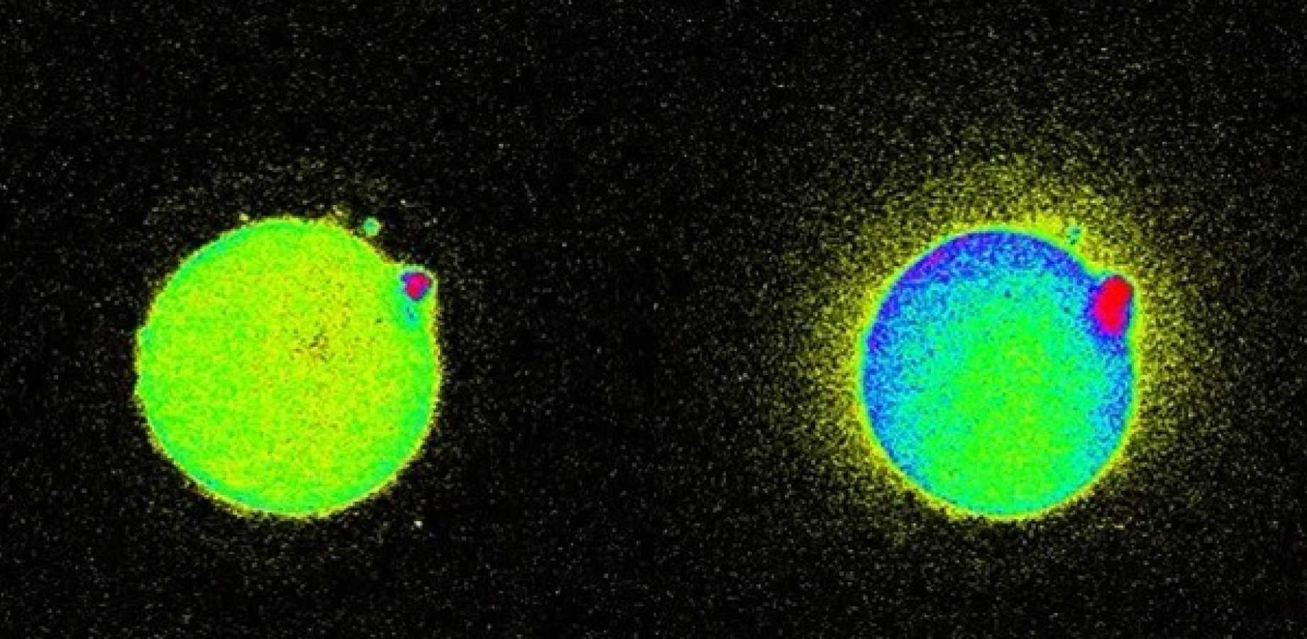conception, zinc flash, light conception