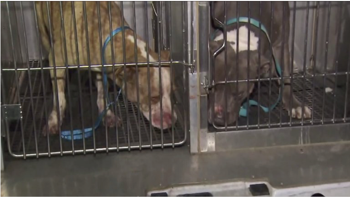 PIT BULLS
