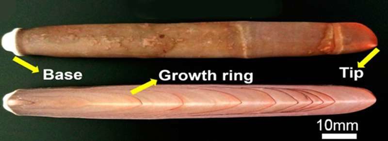 Click to enlarge sea urchin spines