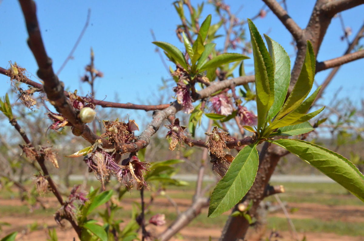 Damaged peach blossom