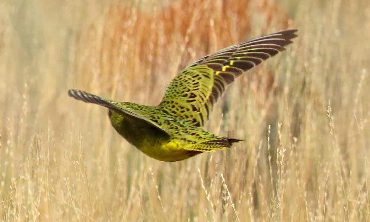 This photo of a rare night parrot, thought to be extinct in Western Australia, was captured in the state’s arid inland region by a team of bird enthusiasts.