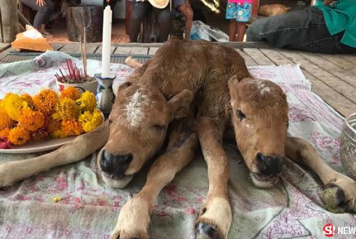 The calves were born with two heads, six legs and two tails. 