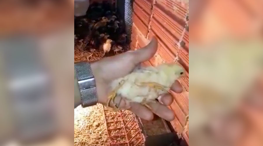 four-legged chicken