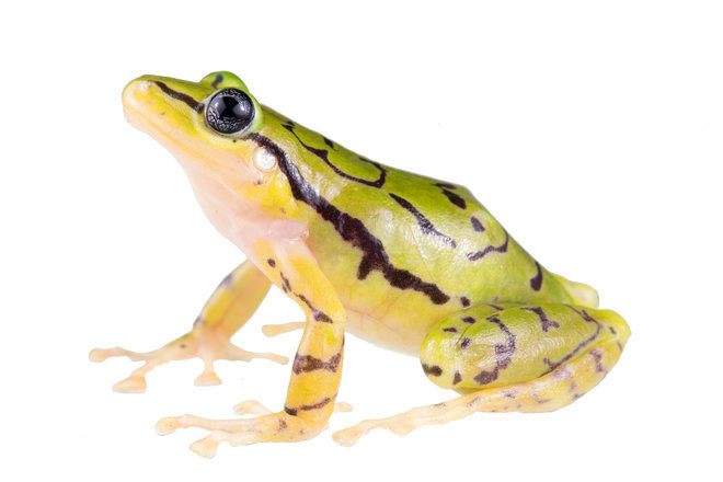 Ecuadorian rainfrog