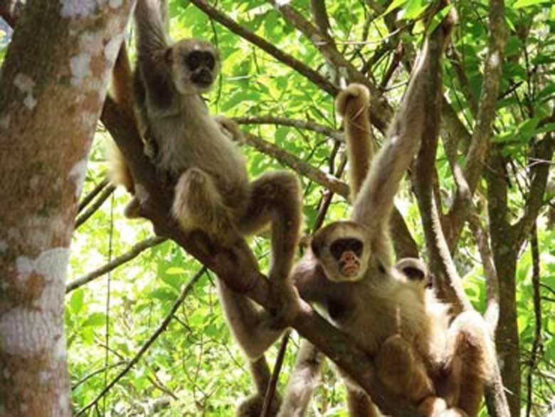 Click to enlarge Northern Muriqui monkeys