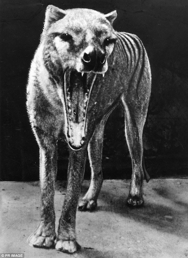 The last known Tasmanian tiger (pictured) died in Hobart zoo in September 1936 