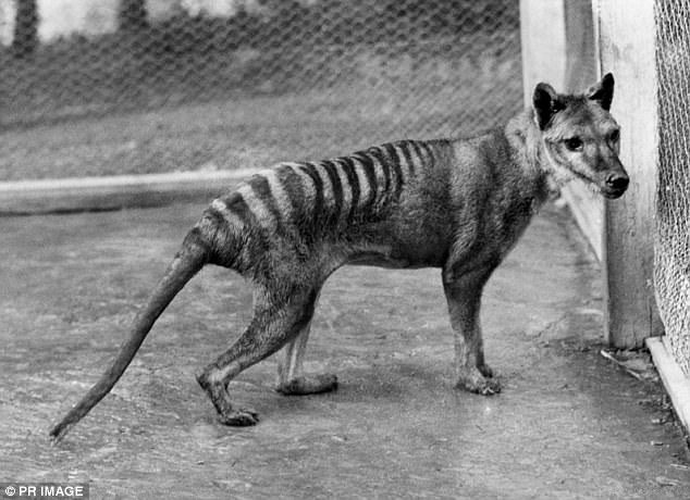 Click to enlarge Researchers are preparing to launch a search for the long-lost Tasmanian tiger