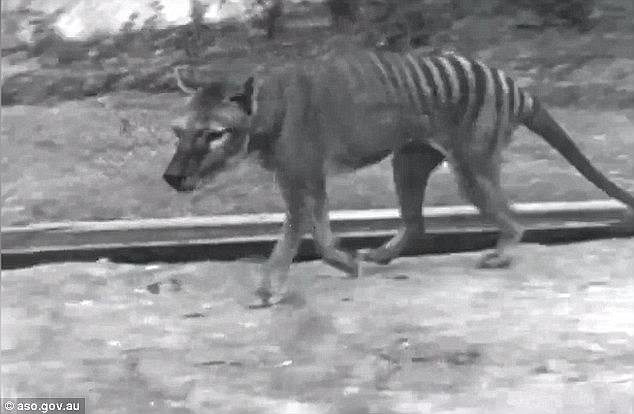 Click to enlarge Two detailed descriptions have given scientists belief the supposedly extinct apex predator is alive
