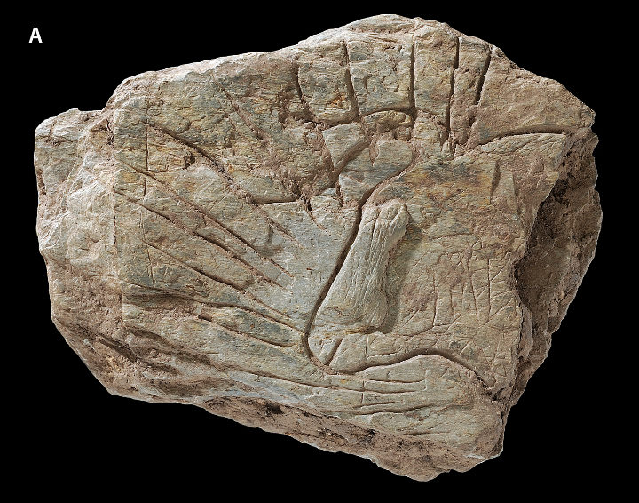 Head of aurochs