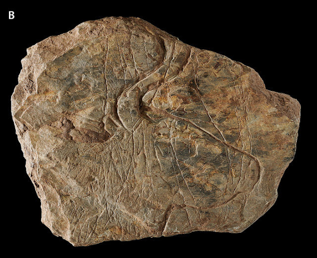 Head of aurochs