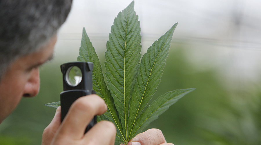 Click to enlarge marijuana leaf