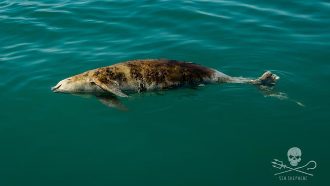 A vaquita porpoise - a critically endangered species