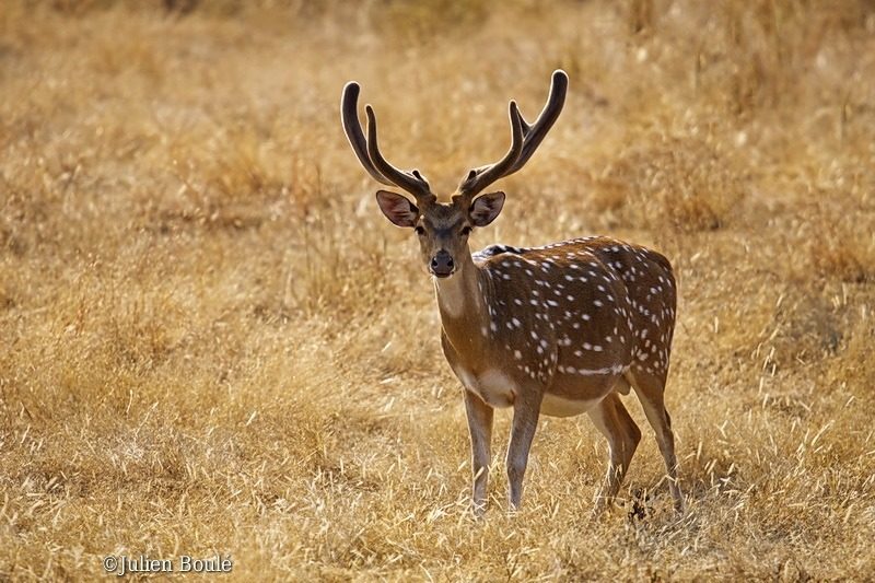 Axis deer