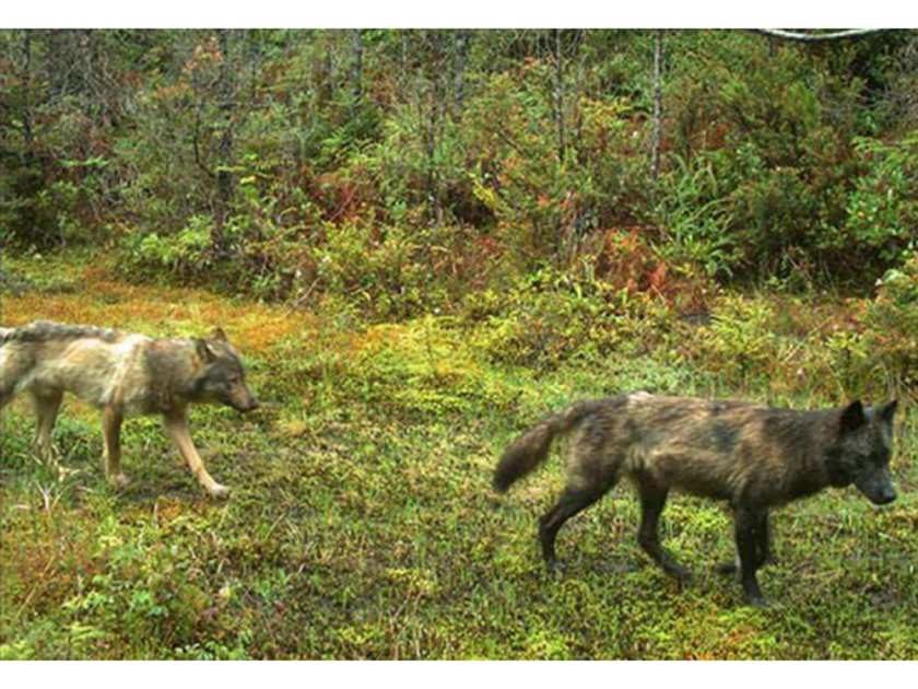 Wolves