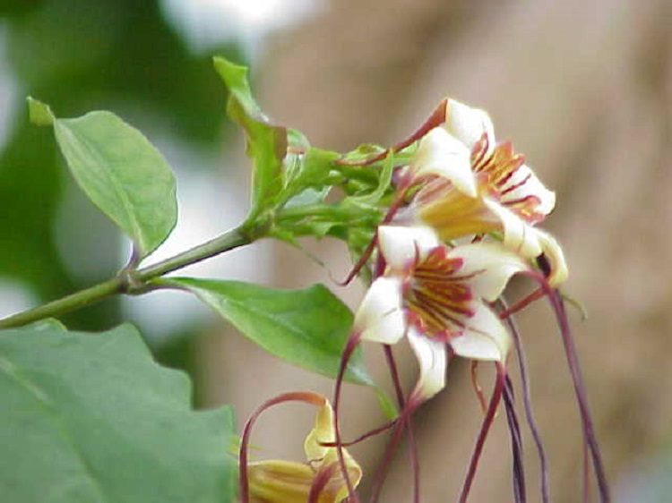 Strophanthus preussii