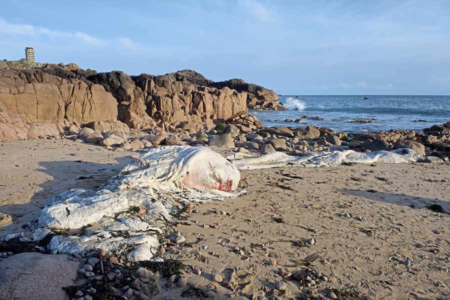 The remains of a whale, which washed up on the south side of the causeway, have now been removed 