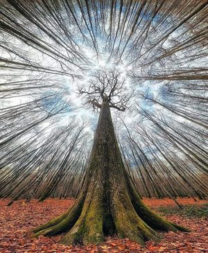 Trees, light