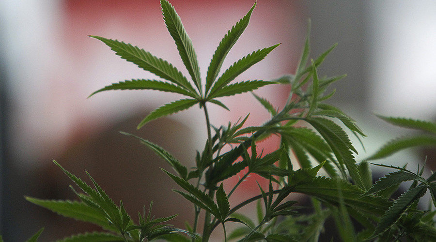 marijuana plant