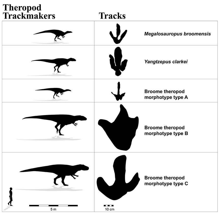 Click to enlarge Dinosaur track chart