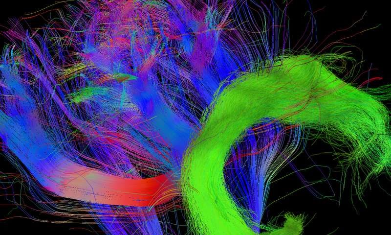 fibers