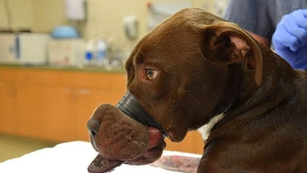 Caitlyn, a 15-month-old pit bull