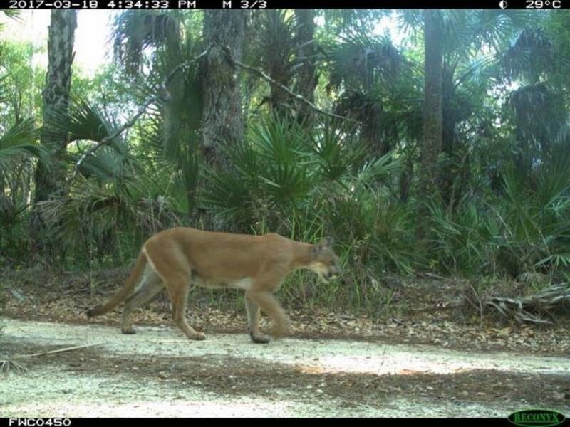 florida panther