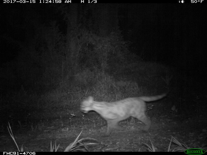 Click to enlarge panther kitten florida