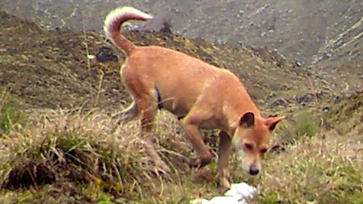 Click to enlarge wild dog