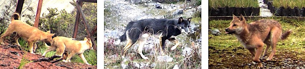 Click to enlarge dog variants