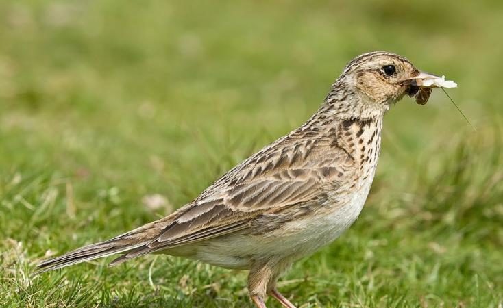 Skylark.