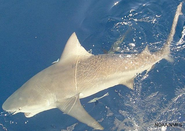 shark attack