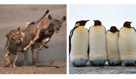 An alternate theory of evolution: Survival of the friendliest An alternate theory of evolution: Survival of the friendliest