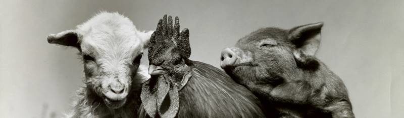 Click to enlarge animal friends