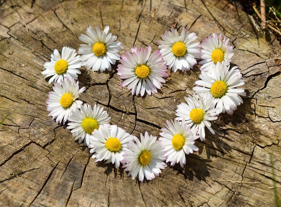 daisy heart