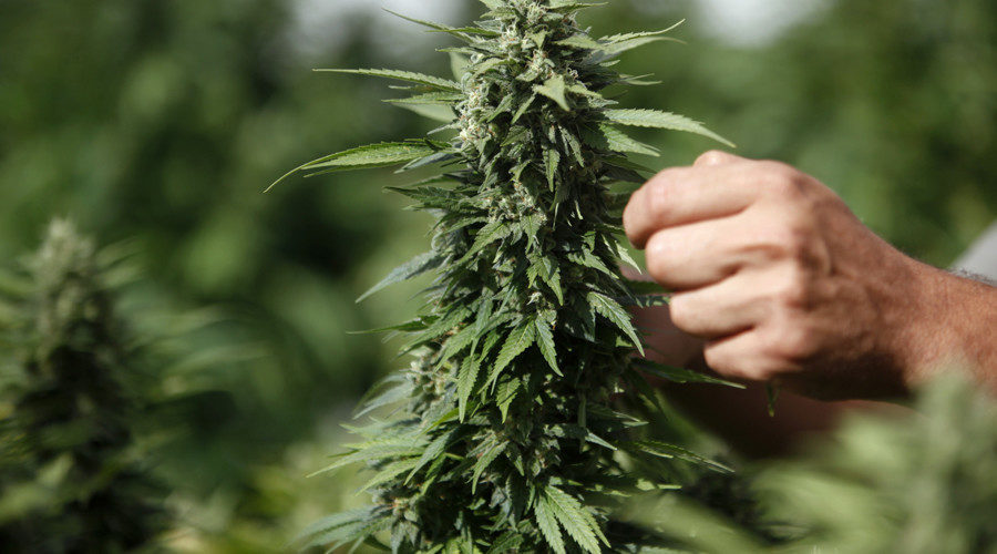 marijuana plant