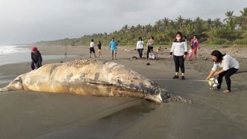 Click to enlarge Officials measure the humpback whale carcass that washed ashore in Dipaculao, Aurora.
