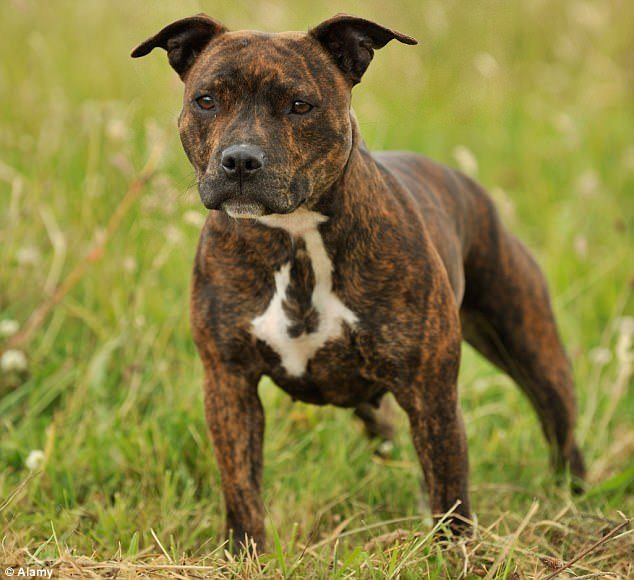 Click to enlarge A dog owner was mauled to death by his Staffordshire bull terrier in front of BBC TV crews who were interviewing him for a documentary (stock image)