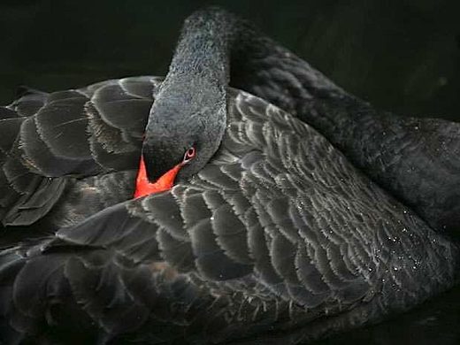 black swan 2