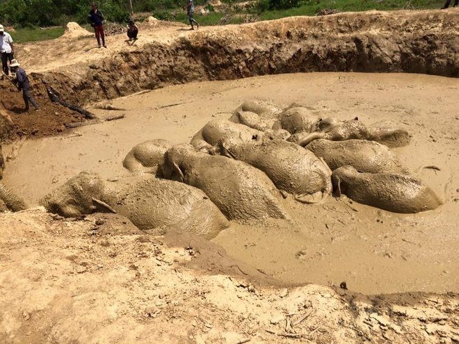 elephants
