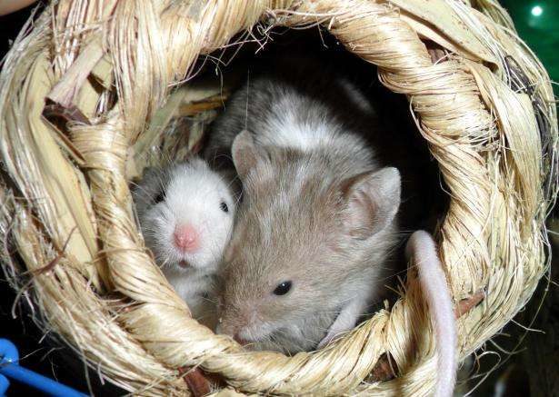Click to enlarge mice