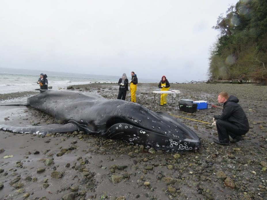 Dead Humpback whale, Anderson Island