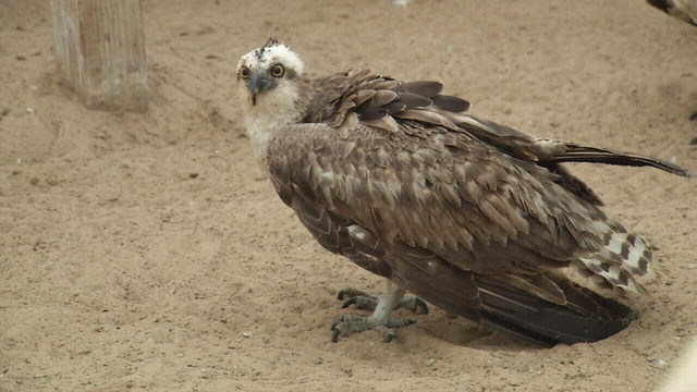 Osprey
